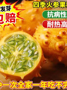 火参果种子星海非洲蜜瓜刺