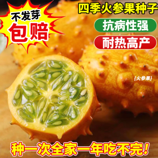 火参果种子火星果海参果非洲蜜瓜种子四季刺角瓜种籽蔬菜水果种孑
