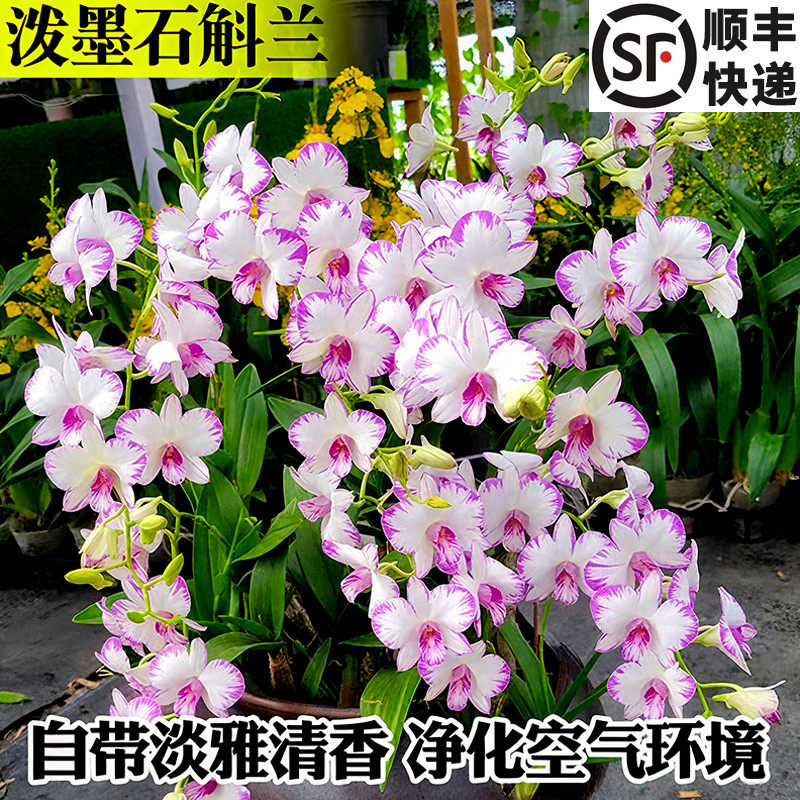 白泼墨秋石斛兰盆栽带花苞梦香文图片