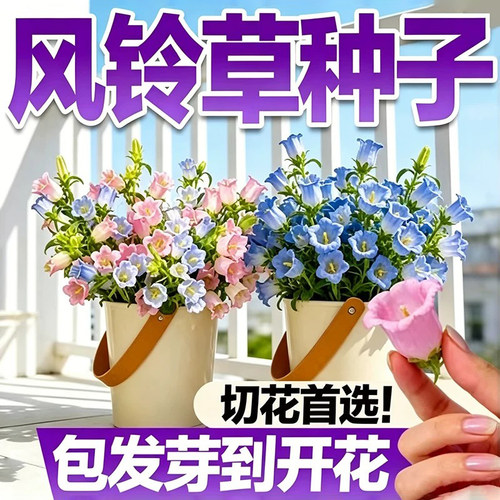 风铃草种子垂钓风铃花耐寒耐热四