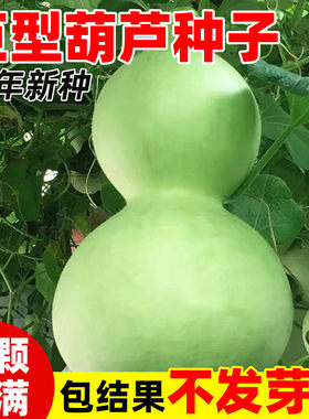特大巨型葫芦种子文玩爬藤植物