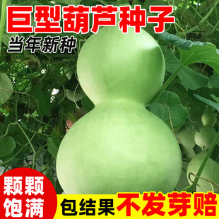 特大巨型葫芦种籽农作物种子大葫芦阳台庭院盆栽爬藤植物种苗文玩