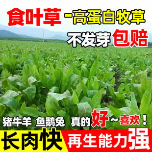 食叶草种子高产耐寒牧草种子进口优质草籽牛羊猪鸡鸭鹅鱼食用草种