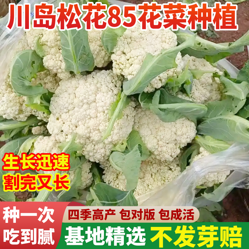 川岛松花85花菜种子细米粒松花菜