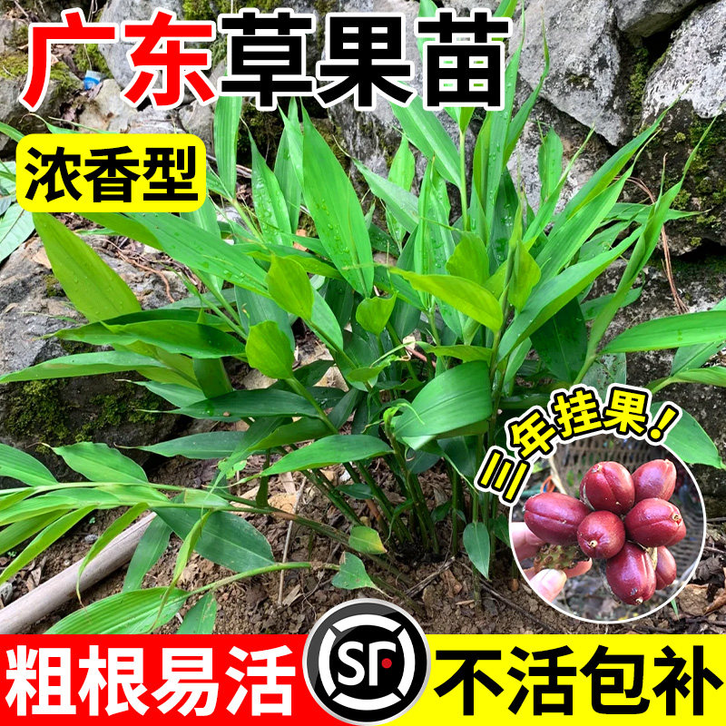 广东草果苗根粗易活浓香型三年挂果可煲汤卤贵州草果大苗现挖现发