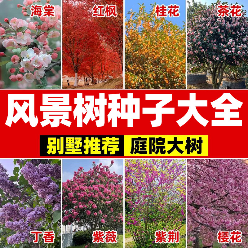 风景树种子四季种易活花卉