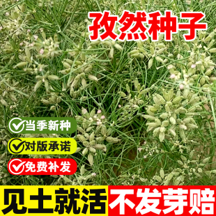 孜然种子小茴香调料种籽家庭阳台盆栽香草香料芳香植物种子蔬菜籽