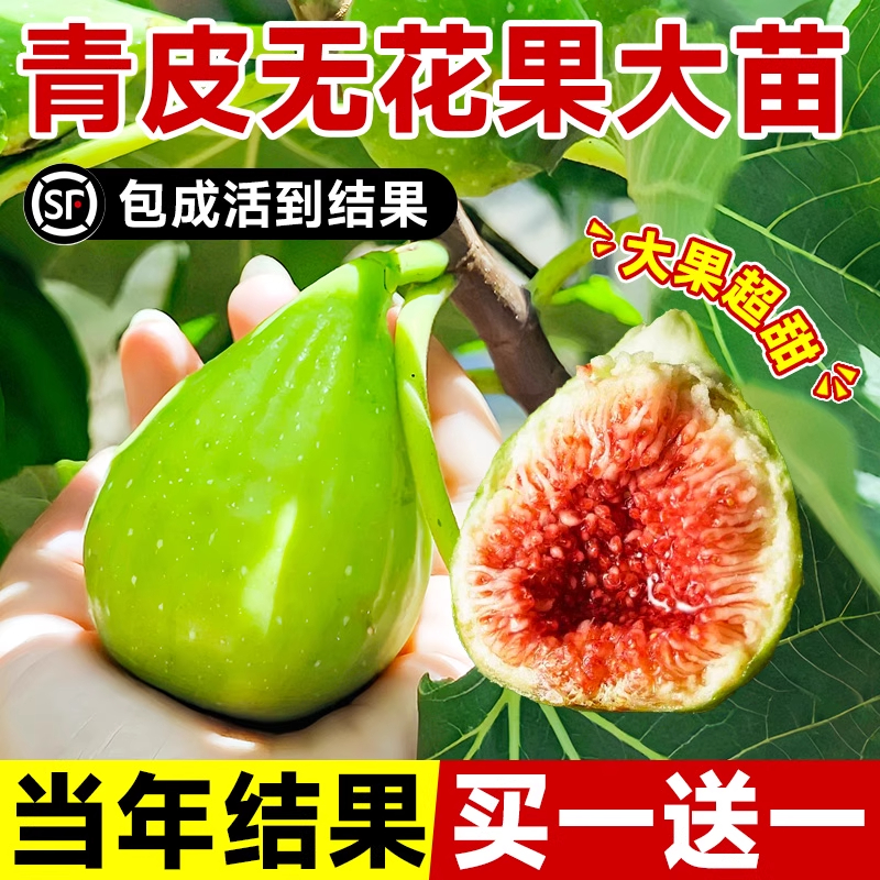 青皮无花果树果苗盆栽特大果老桩