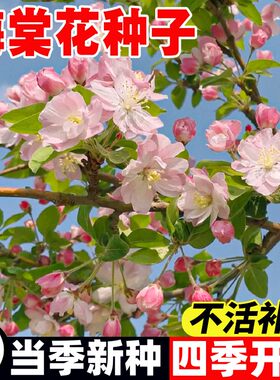 海棠花种子盆栽室外四季易活