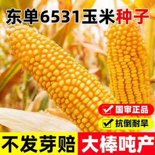 东单6531玉米种子国审老品种矮杆高产大棒抗旱双胞胎玉米种籽春播