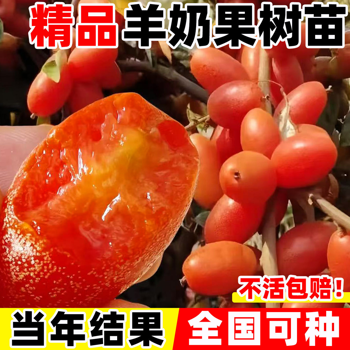 羊奶果嫁接苗德甜二号特大图片