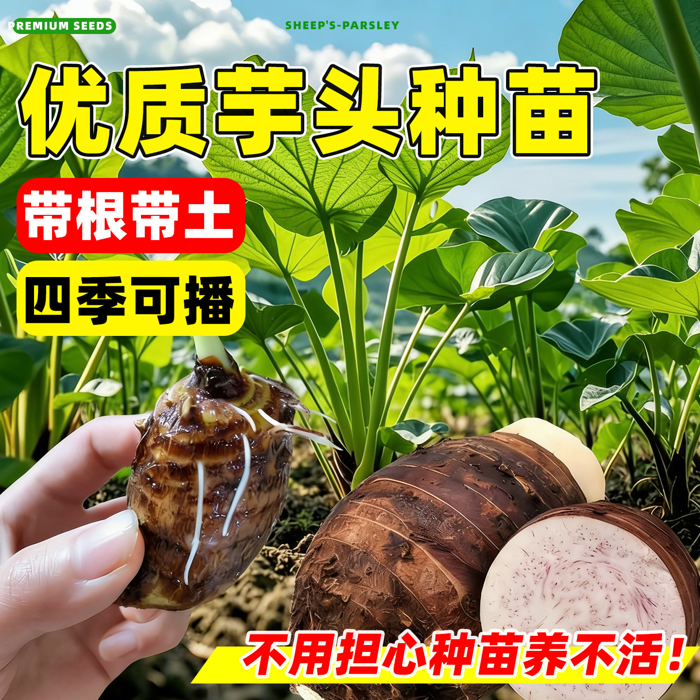 现挖正宗乐昌炮弹芋头种苗张溪香芋苗大型种苗槟榔芋苗种子旱地粉