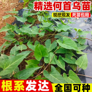 何首乌苗何首乌盆栽中草药种植苗爬藤风水盆景苗何首乌种植苗耐寒
