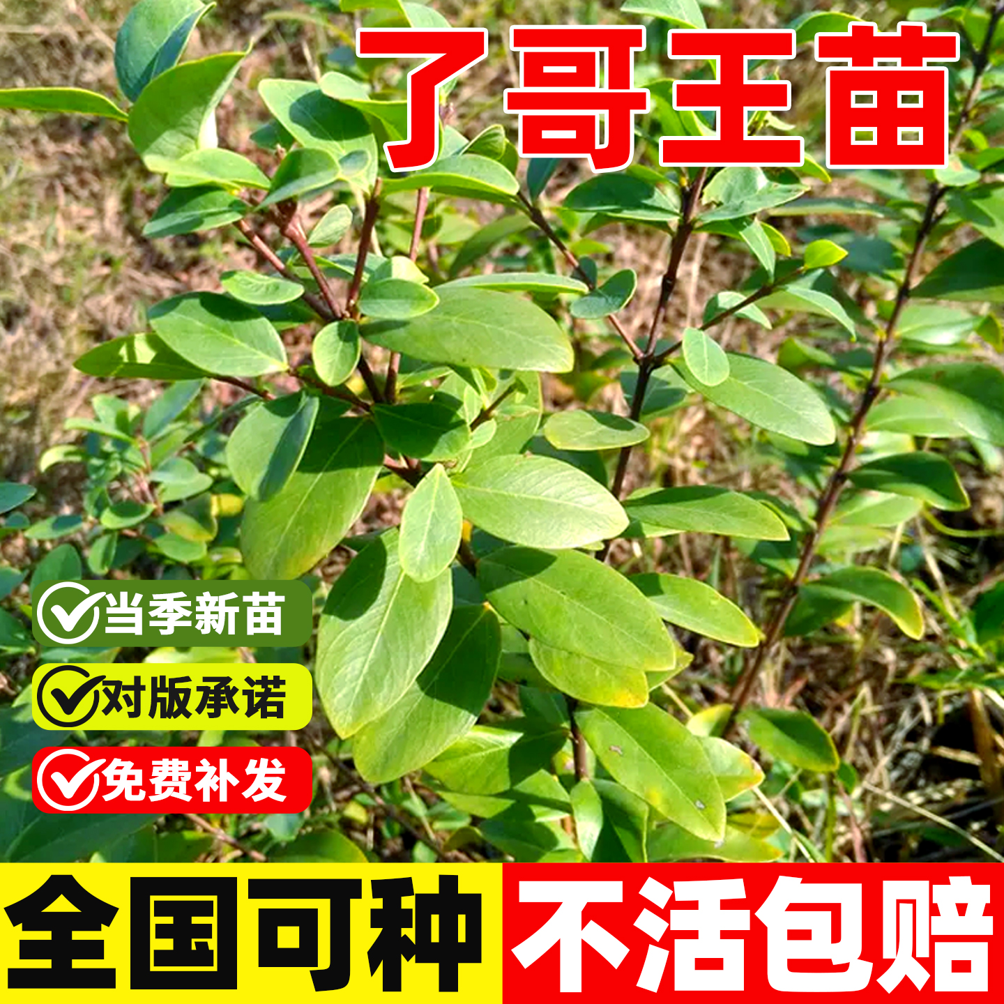 广西正宗了哥王种苗麻狗颈树草药草种子南岭荛花九信菜金腰带鸡子