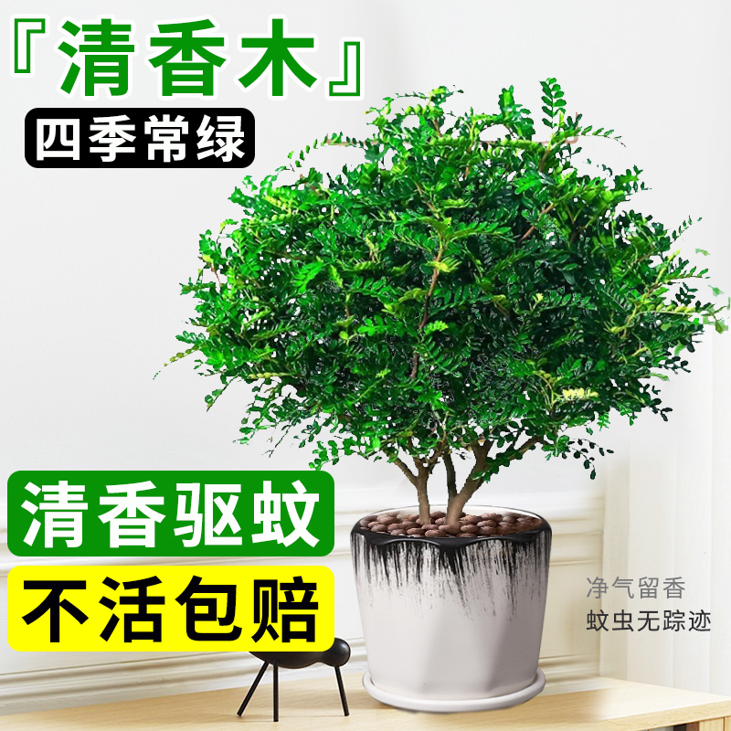 正宗清香胡椒木盆栽室内外大苗驱