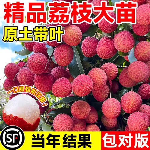 荔枝树苖嫁接果树庭院盆栽南北方