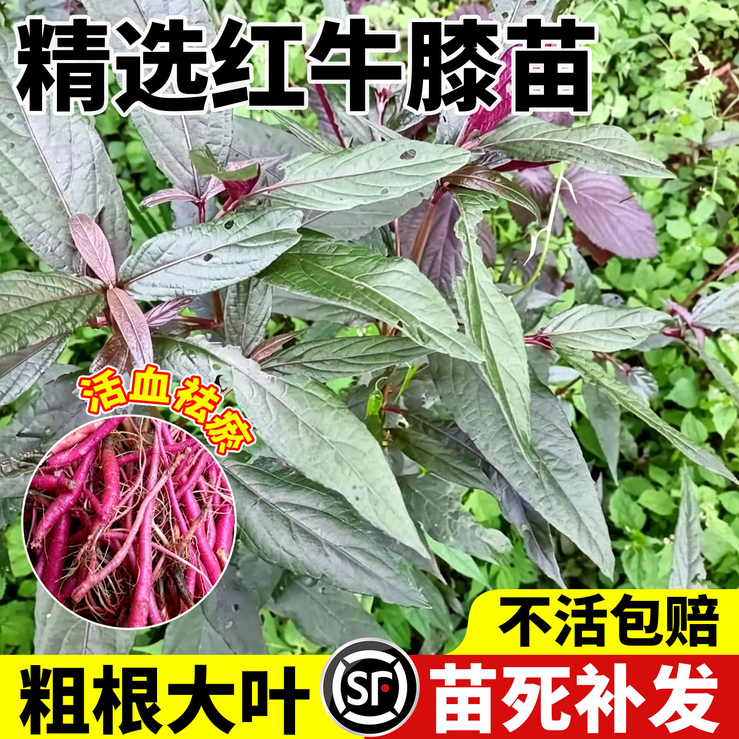 红牛膝苗大山现挖新鲜正宗中药材红土牛膝红牛克膝食用中草药种子