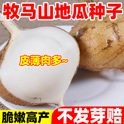 牧马地瓜种子凉薯种孑种籽水果特