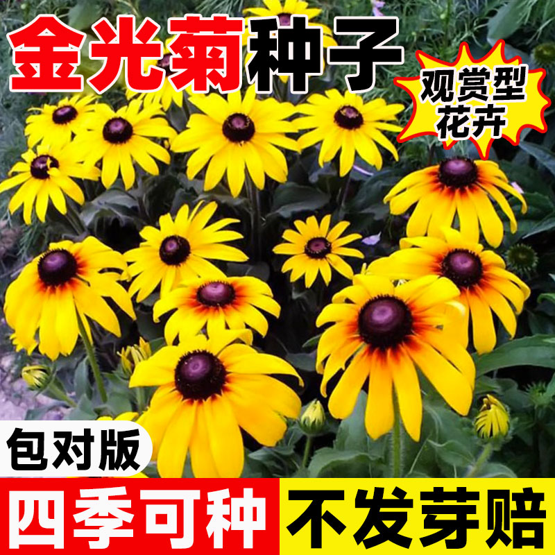 金光菊种子阳台庭院室外盆图片