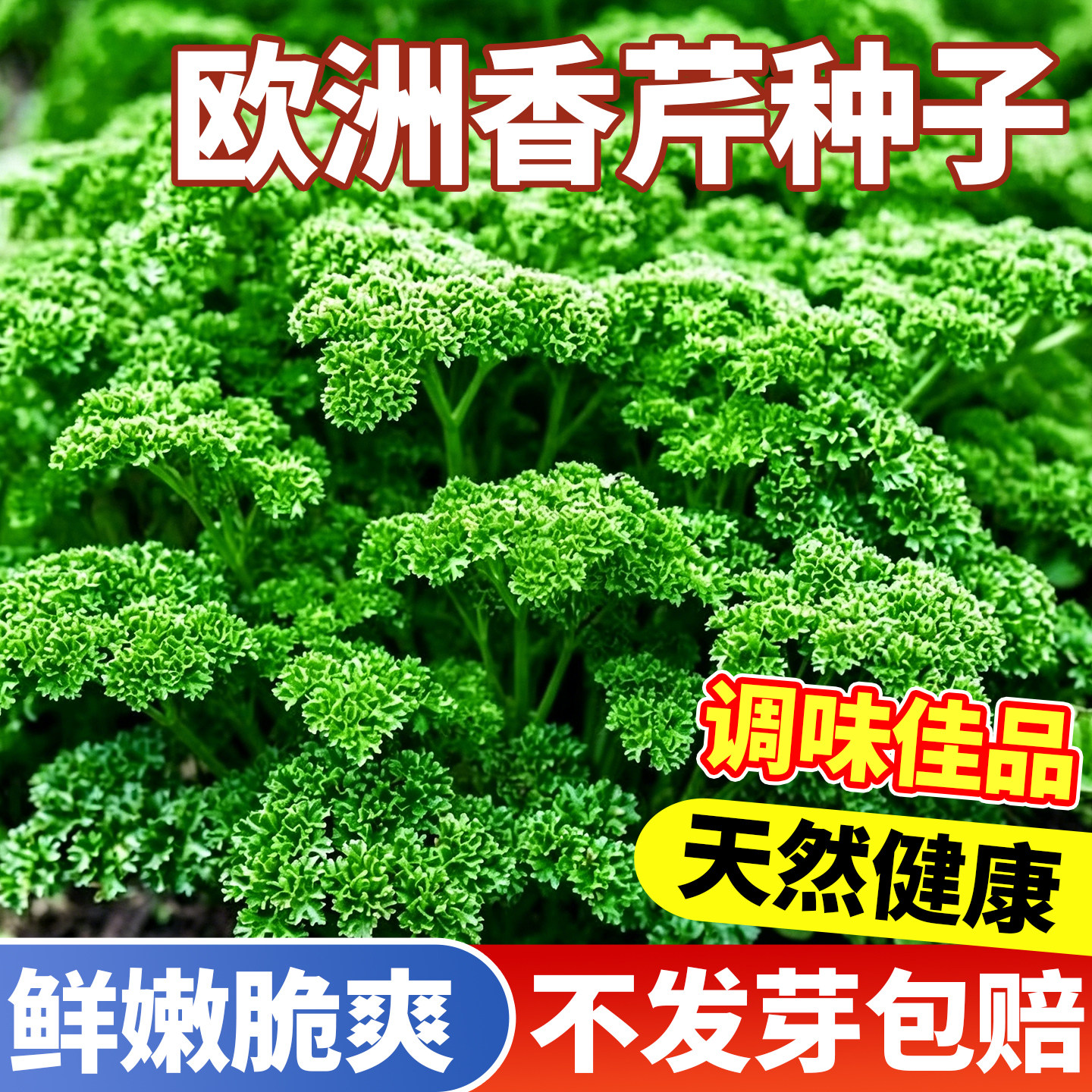 欧芹种子欧洲香芹香草种子芹菜籽阳台小菜园蔬菜种孑摩西香芹种籽