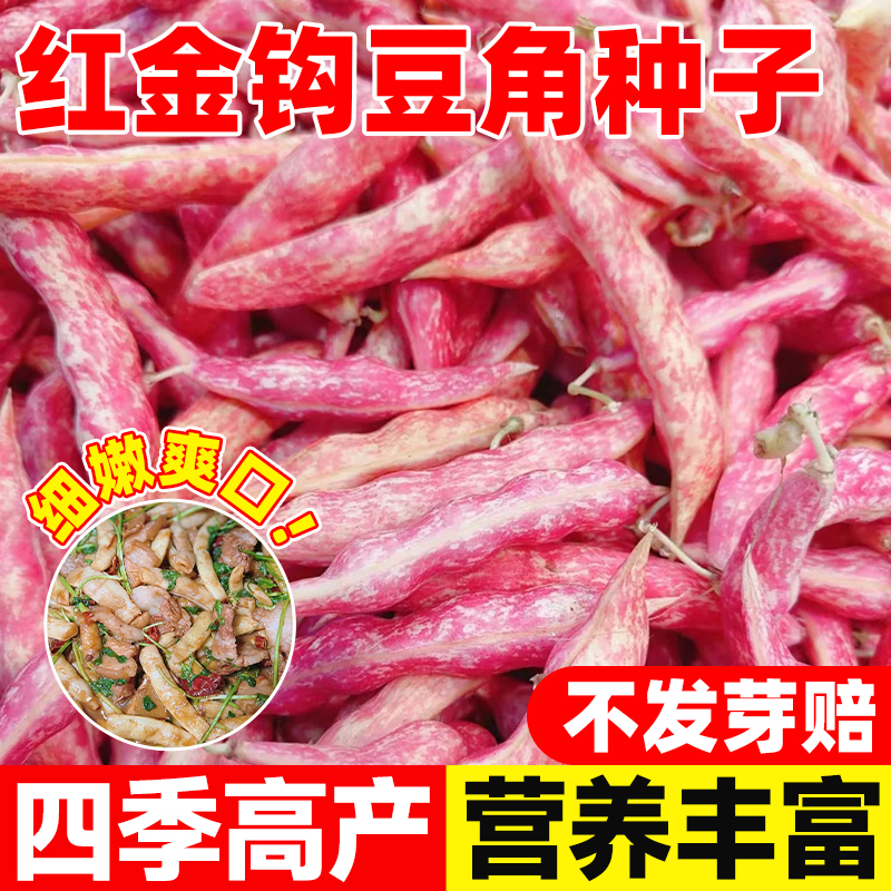 黄金钩豆角种子红黄金勾架豆
