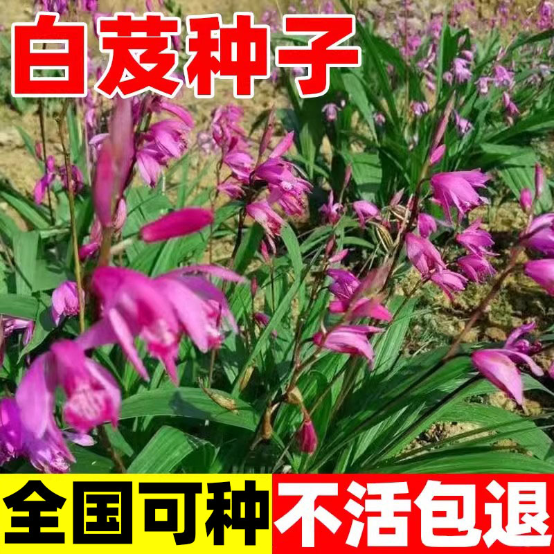 白芨种子白及种子紫花大白芨籽紫