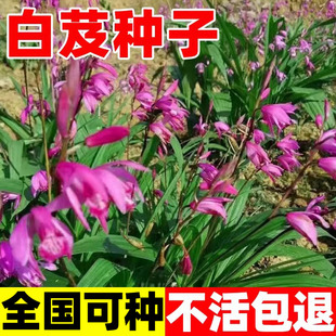 白芨种子白及种子紫花大白芨籽紫兰连及草苞舌兰南北方种植药材籽