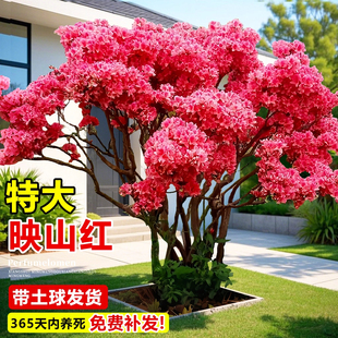 映山红树苗老桩杜鹃花盆栽野生花苗南北方耐寒室外盆景带花苞好养