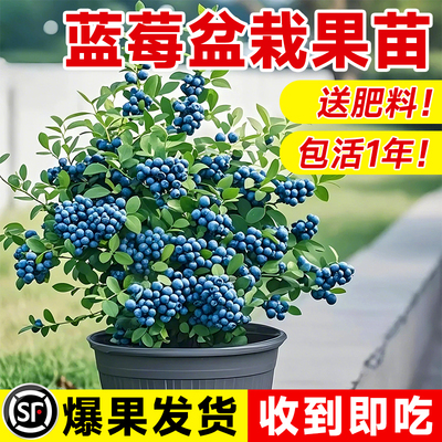 蓝莓树果苗带果子薄雾盆栽