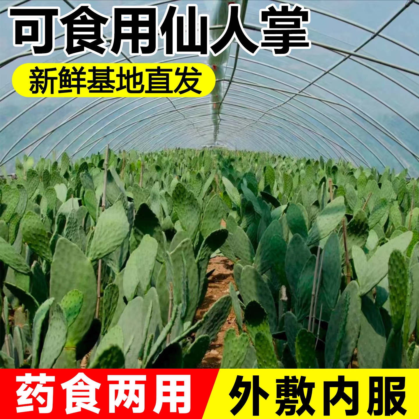 仙人掌食用药用外敷消肿内服美容