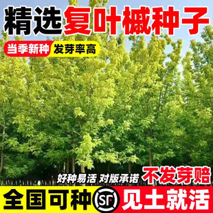 复叶槭种子四季种植庭院绿化鸡爪槭种子山造护坡花卉复叶糖槭种籽
