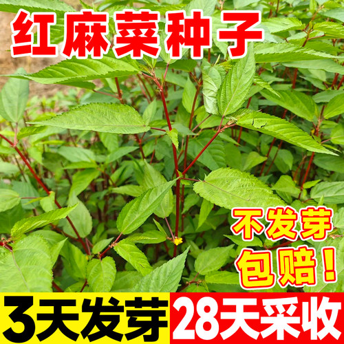 红麻菜种子叶用青白麻叶潮汕特产