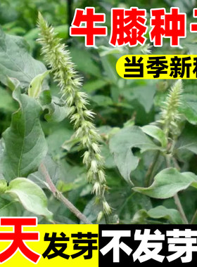 牛膝种子怀夕髁山苋菜对节