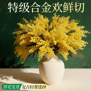 银叶金合欢圣诞花云南鲜花直发水培绿植插花黄色合欢花鲜切花枝条