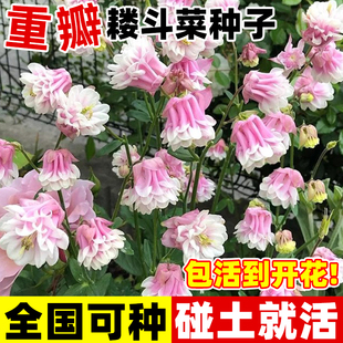 耧斗菜花种籽子重瓣大花阳台庭院室内外花卉植物种孑四季播种开花