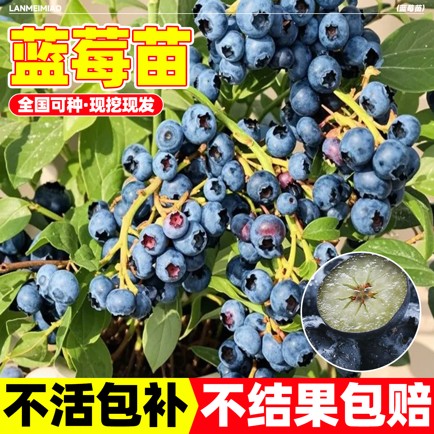 基地现挖蓝莓苗全国可种蓝梅果树特大果高产壮苗家庭阳台种植水果