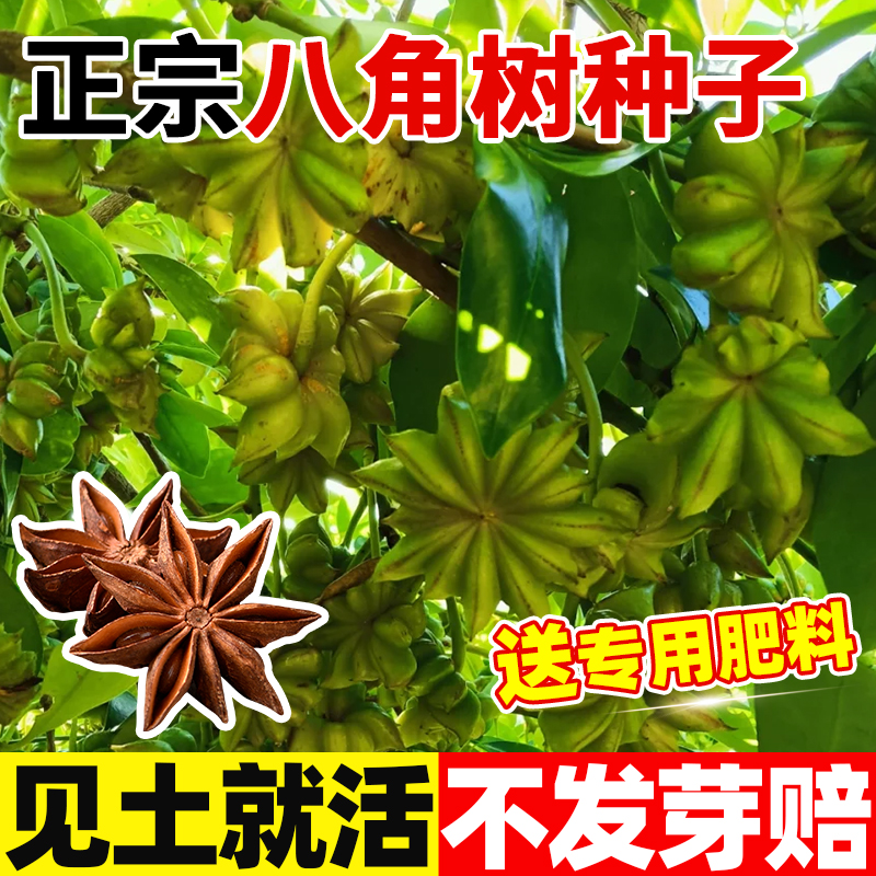 八角种子散装茴香种子调料大茴香八角树种籽家庭农家种植蔬菜种子