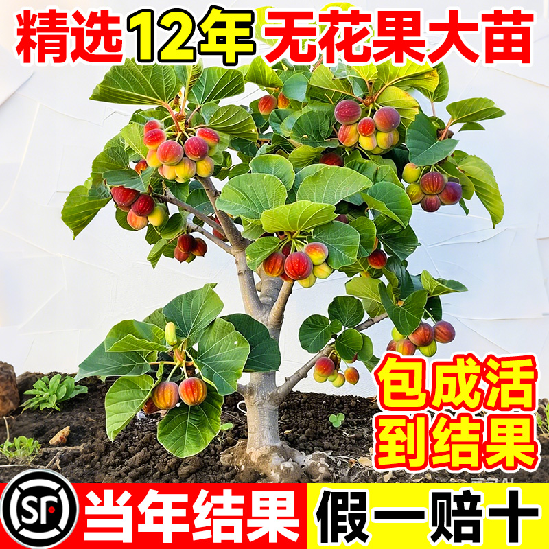 特大无花果苗树带土庭院种植