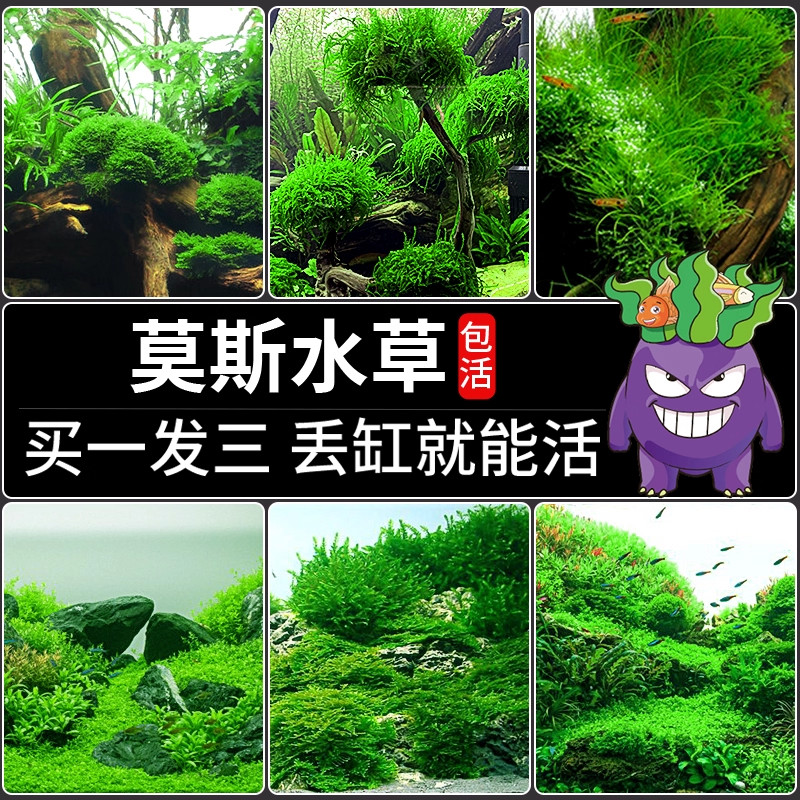 水草大全鱼缸造景莫斯水草懒人水培真植物套餐阴性前景珊瑚慕斯树