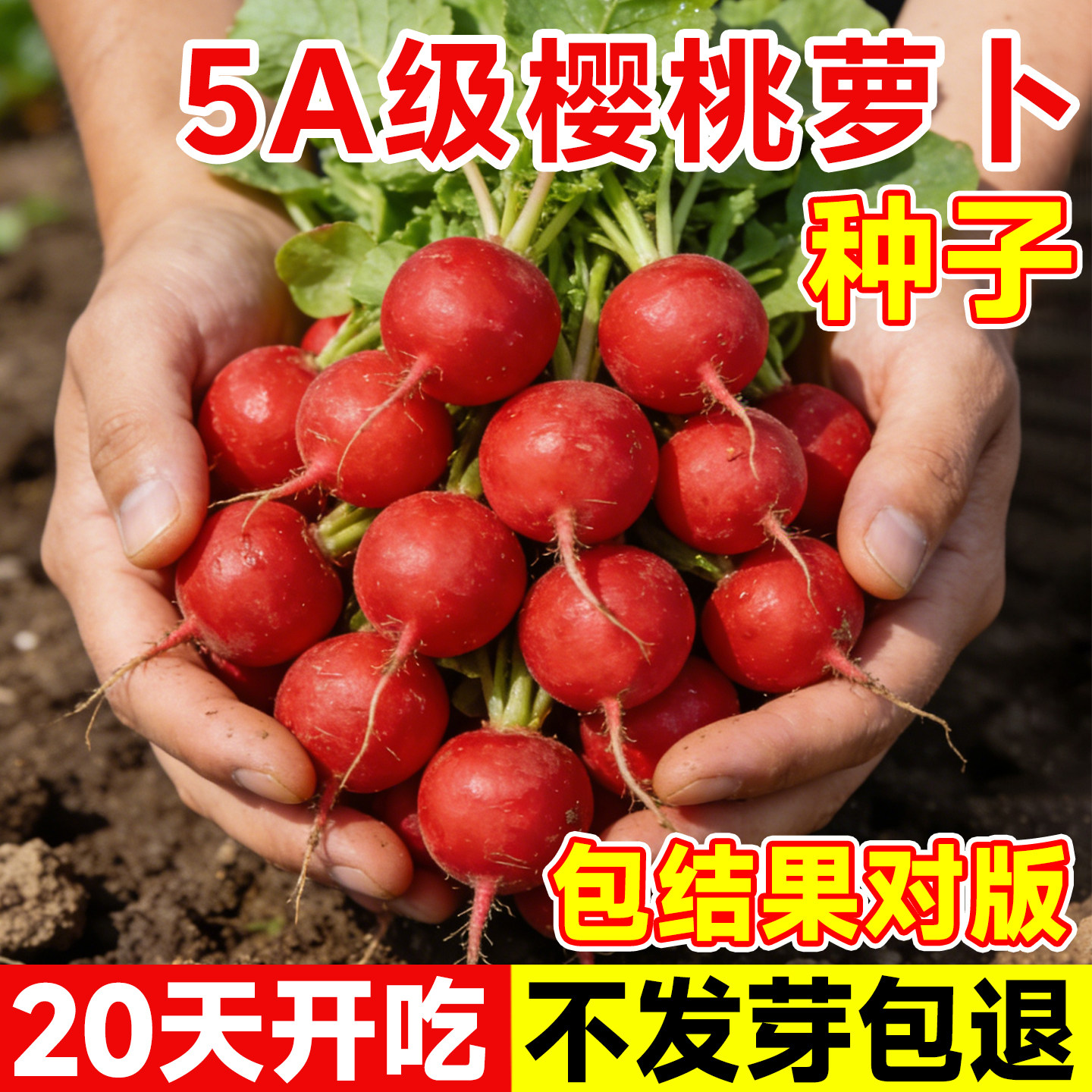 樱桃萝卜种子阳台通用各种四季蔬图片