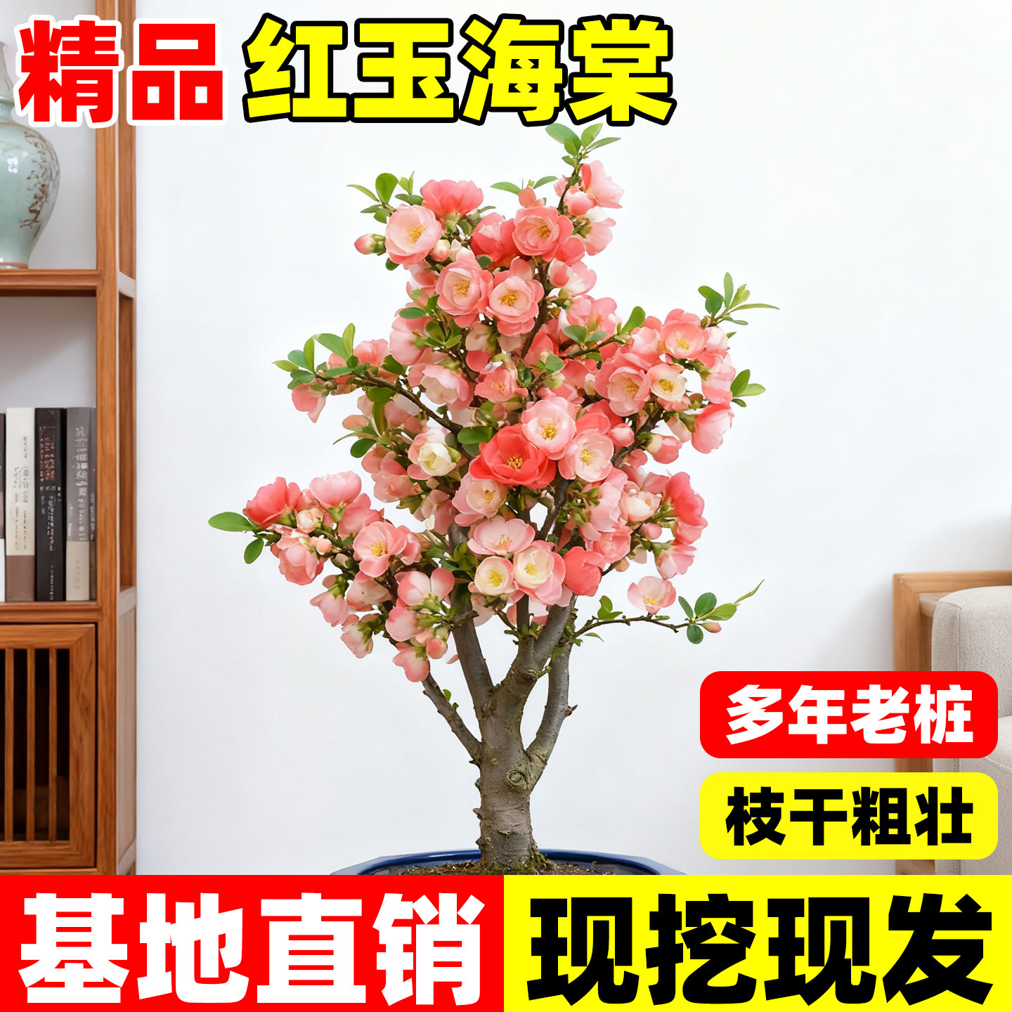 海棠花盆栽红玉海棠树苗四季易活老桩盆景花卉植物室内花绿植真花,鲜花速递/花卉仿真/绿植园艺,绣球/木绣球/木本植物,淘宝优惠券,粉丝福利购,淘宝优惠卷