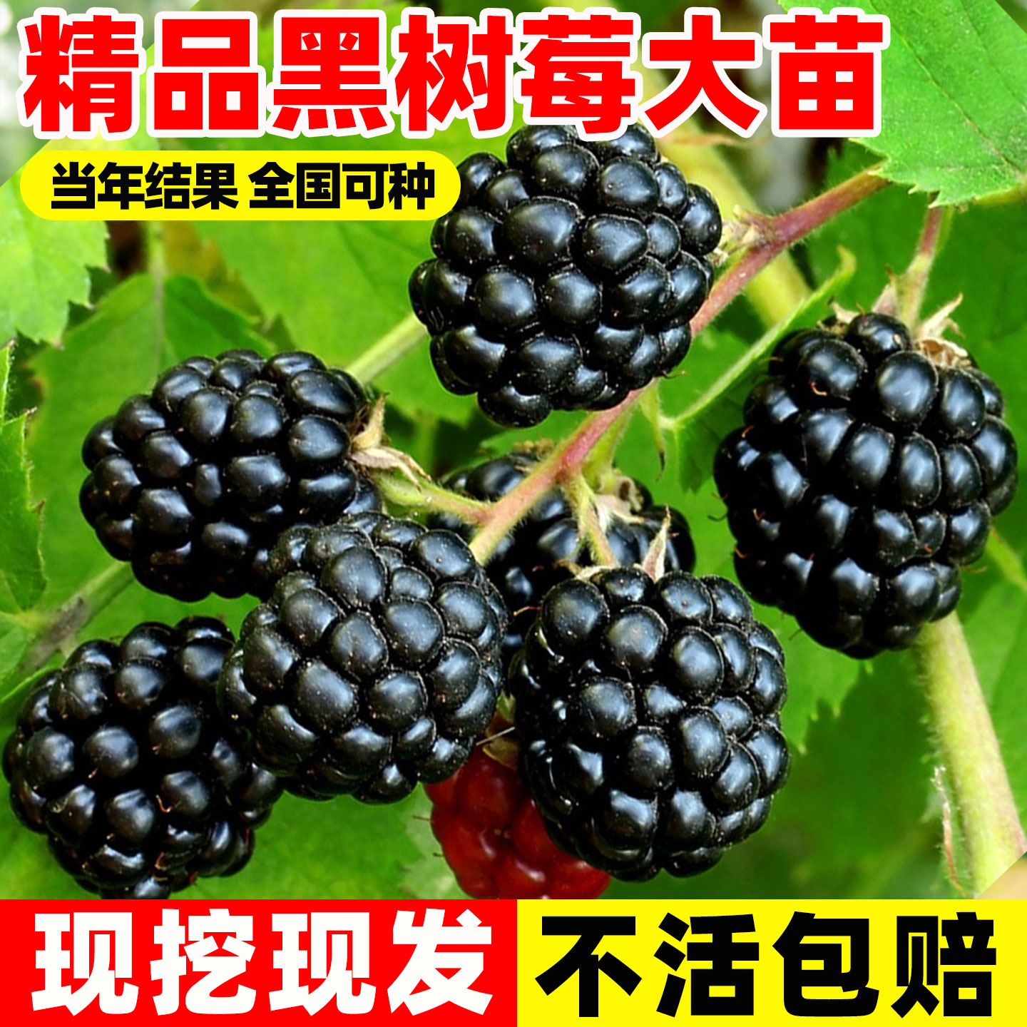 黑莓树苗果南方种植当年结