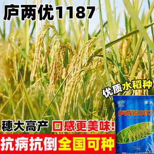 庐两优1187水稻种子家用高产稻种孑旱稻种籽东北大米糯米香珍珠米