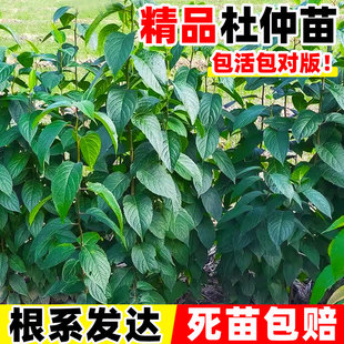 四季杜仲树苗果树果苗药材种植苗中草药连翘酸枣庭院药用盆栽地栽