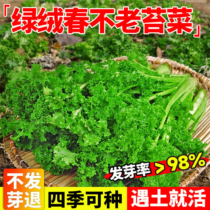 绿绒春不老苔菜种籽花叶苔菜种籽