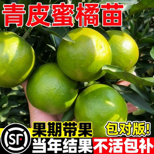 早熟无核青皮蜜桔带土嫁接树苗全国庭院种植绿皮橘子薄皮青皮橘子