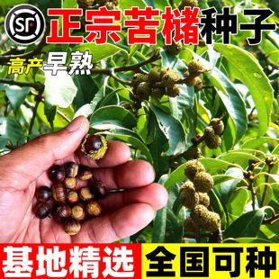 苦槠子种子四季种植苦珠子种籽耐寒耐热四季早熟高产林木中药材苗