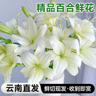 白百合鲜花正宗重瓣香水百合花多头水培水养插瓶云南直发新鲜切花