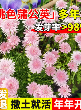 桃色千本蒲公英种子观赏粉