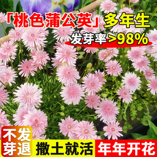 桃色蒲公英种子千本观赏粉色天竺还阳参菊花种子庭院室外盆栽花卉
